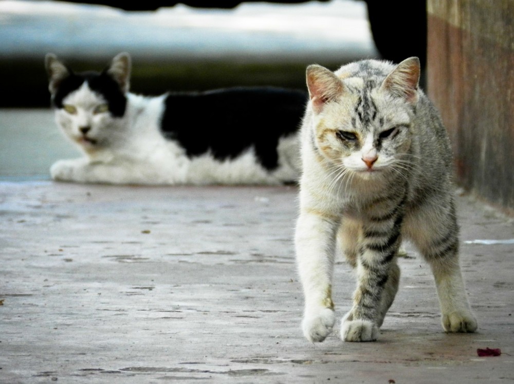 【犬と猫の避妊・去勢】アイキャッチ画像