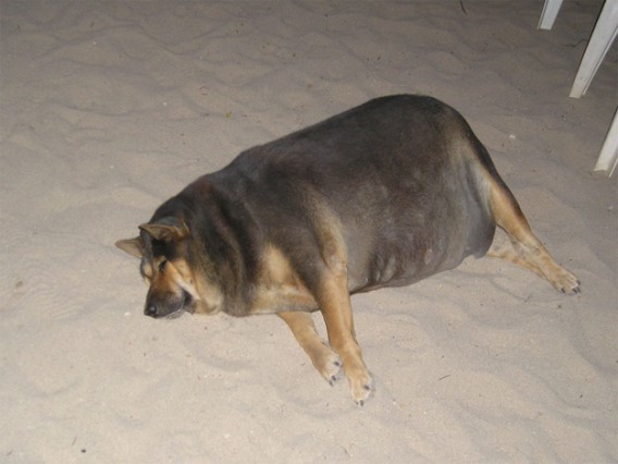 太った犬