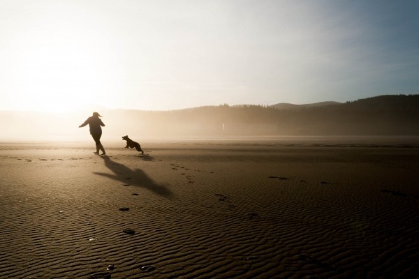 beach-dog-chase-play-fun-happy-joy-pet