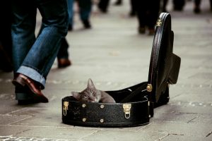 ギターケースに入る猫