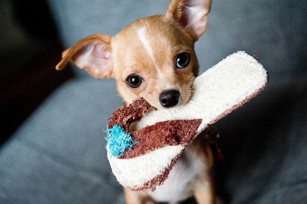 portrait-of-cute-chihuahua-puppy-carrying-slipper-in-mouth