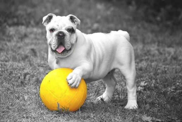 portrait-of-playful-bulldog-with-yellow-ball