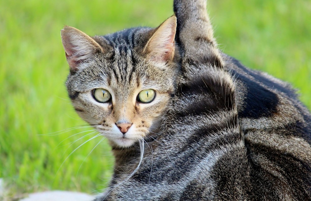 【犬と猫の避妊・去勢】アイキャッチ画像