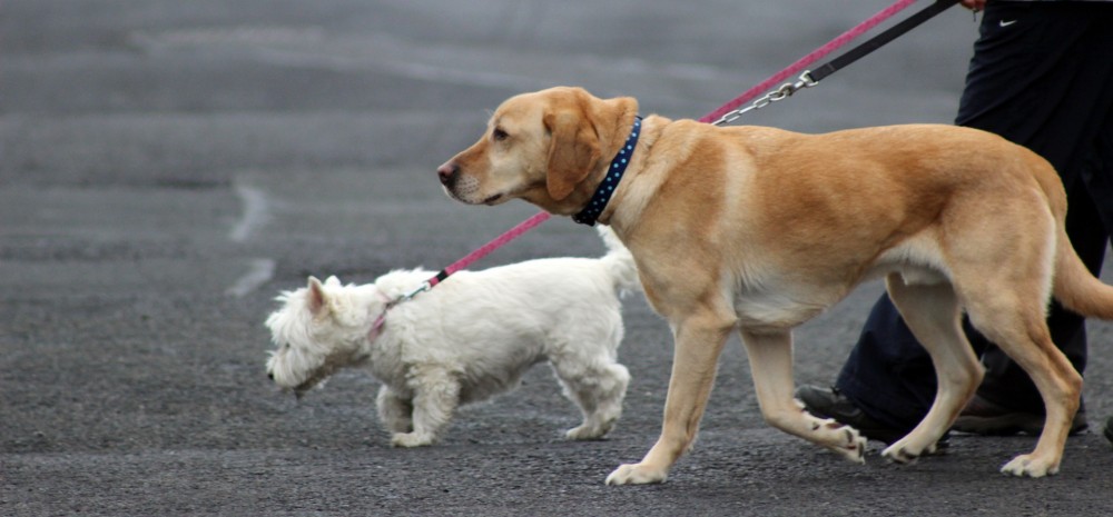 【犬と猫の避妊・去勢】アイキャッチ画像