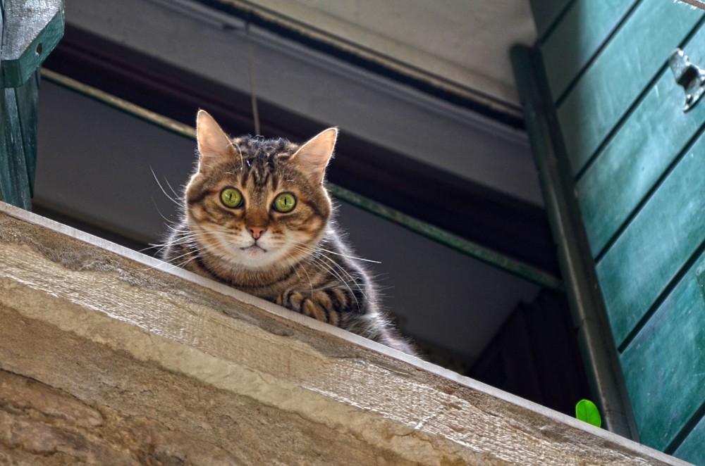 【犬と猫の避妊・去勢】アイキャッチ画像