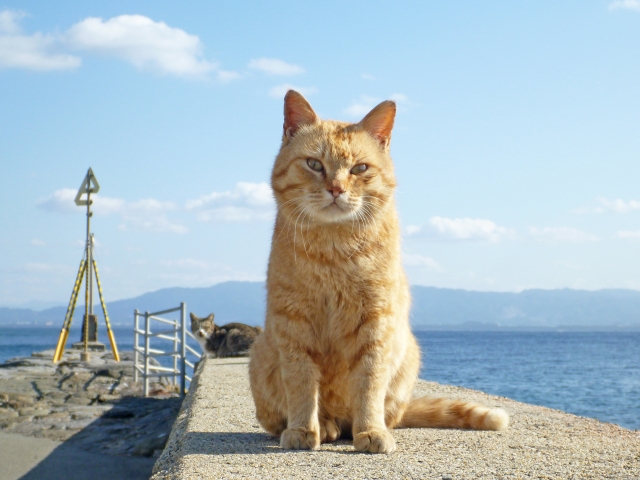 【犬と猫の避妊・去勢】アイキャッチ画像