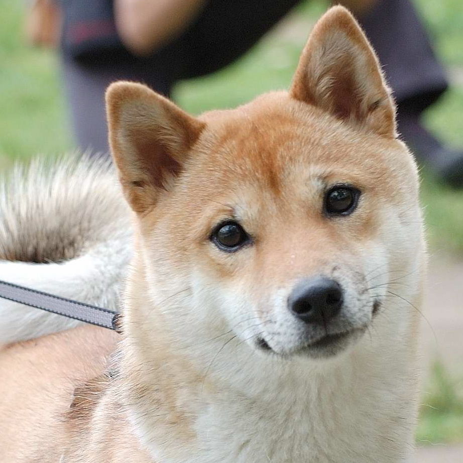 【犬と猫の避妊・去勢】アイキャッチ画像