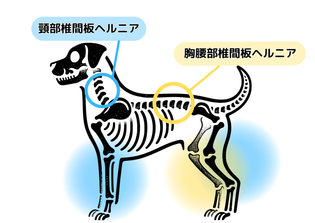 犬の骨格図における椎間板ヘルニアの位置を示す図。頸部椎間板ヘルニアと胸腰部椎間板ヘルニアの箇所が色付きで分かりやすく示されている。